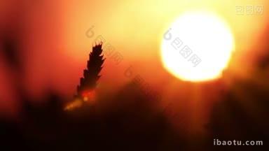日落背景下小麦的剪影